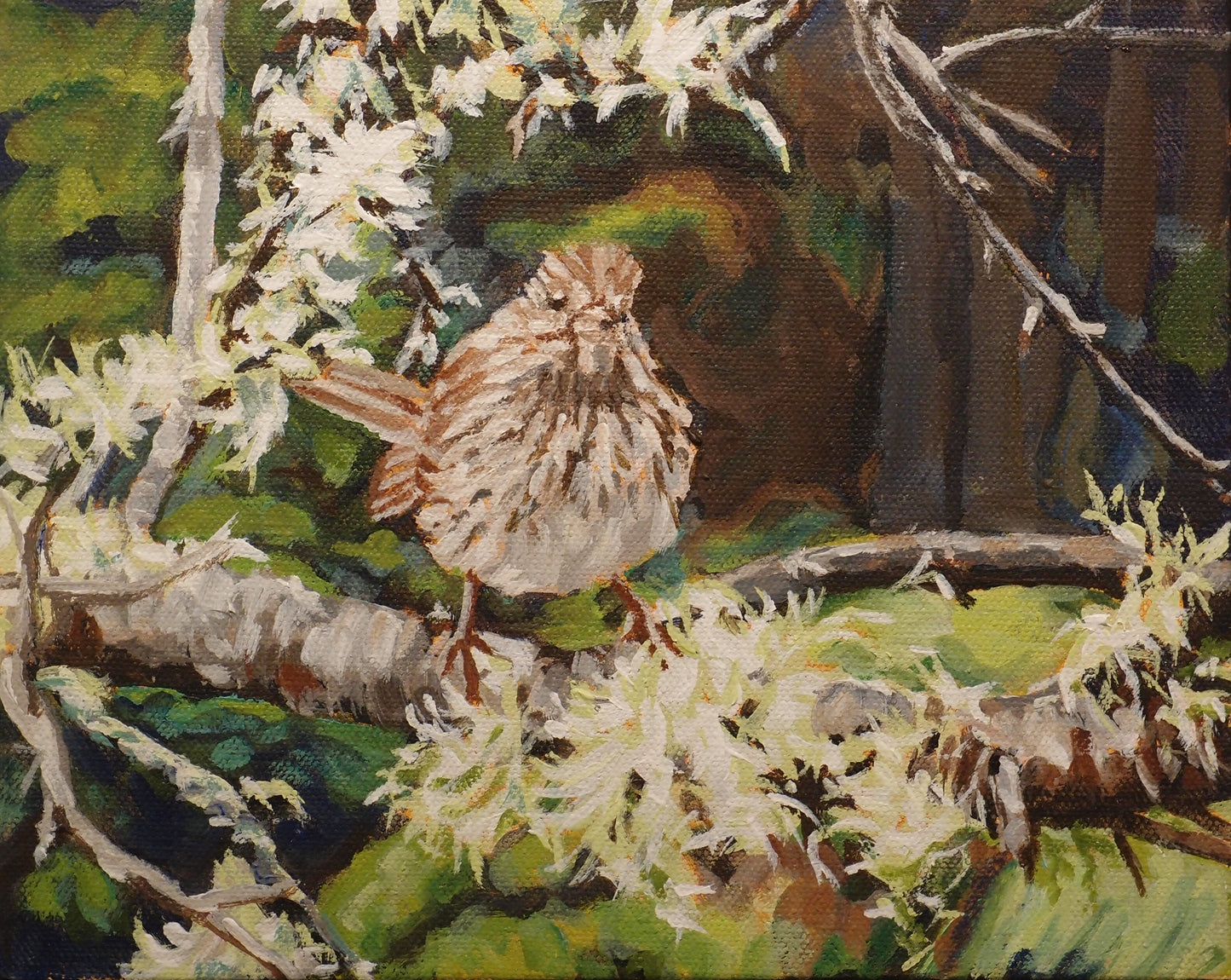 Song sparrow (8 X 10)