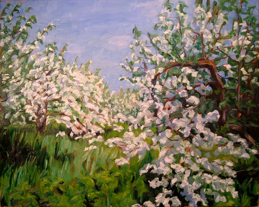 Apple Blossoms near Canning (30" X 24")