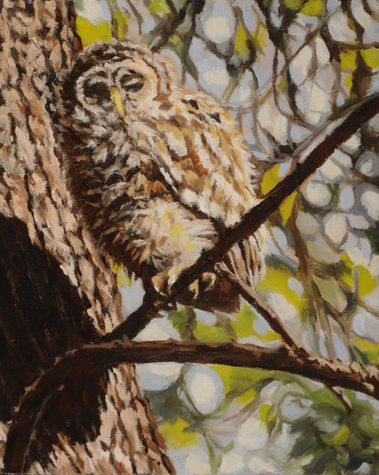 Baby Barred Owl (10 X 8)