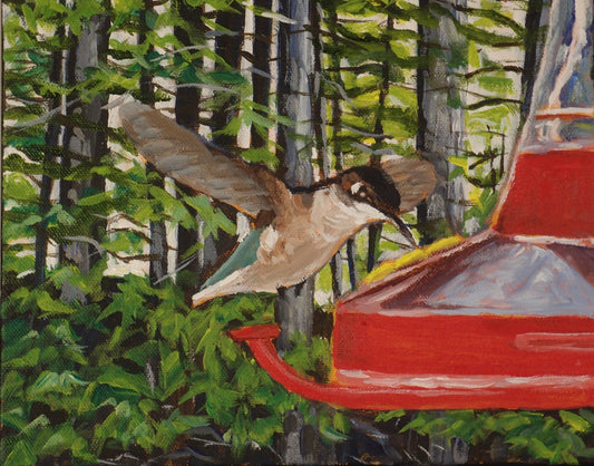Female Hummingbird (8 X 10)