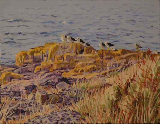 Gulls on Brier Island by Carol Morrison – oil on gallery canvas, 11x14 inches