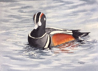 Harlequin Duck – framed watercolour painting by Nora Gross, 12.5 x 15 inches