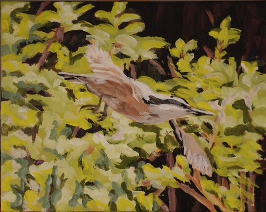 Red-breasted Nuthatch in Flight (8 X 10)