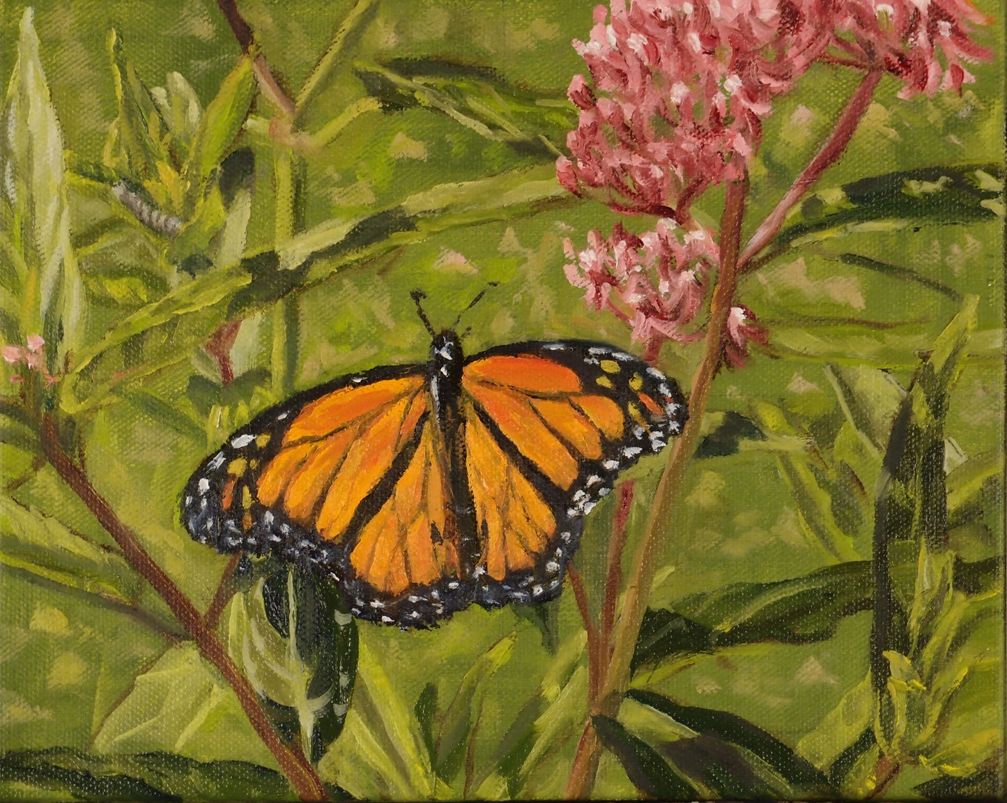 Monarch Butterfly (8 X 10)
