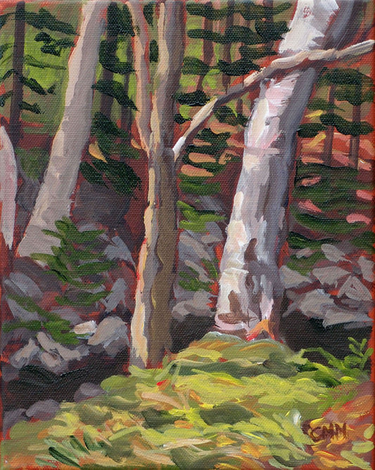 Silver birches by the stream (8" X 10")