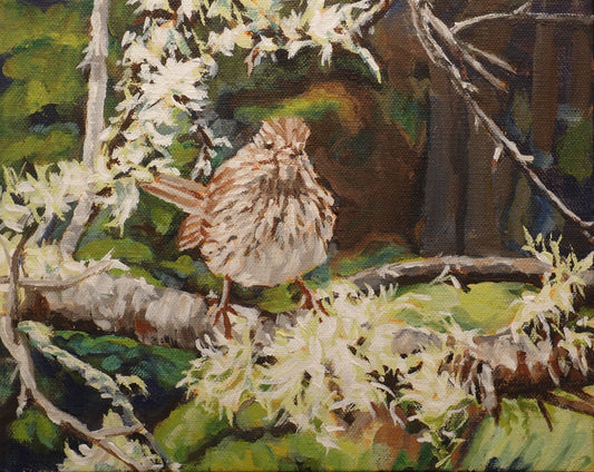 Song sparrow (8 X 10)