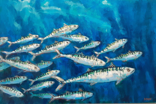 Atlantic Mackerel